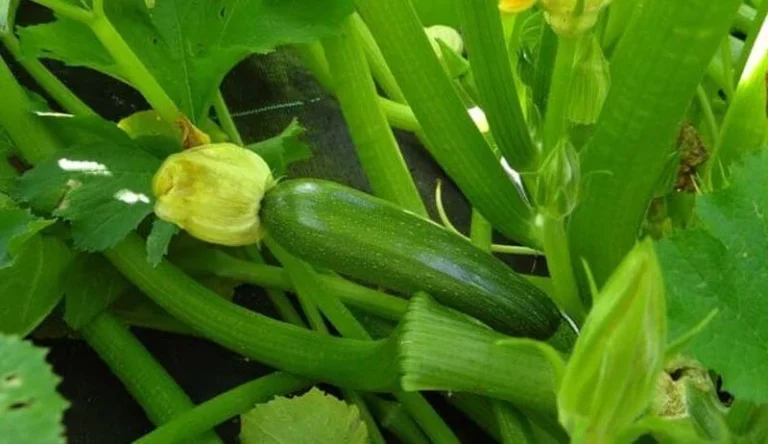 6 useful tips for growing courgette seedlings