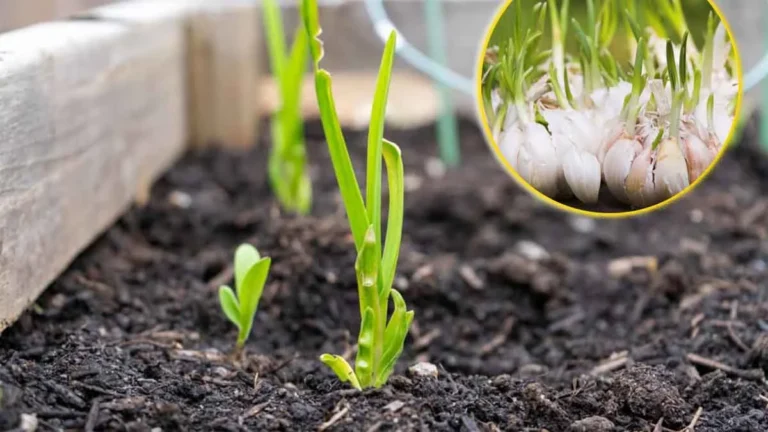 What can be done to save a dying plant? Here’s a fantastic tip that you can’t do without! 