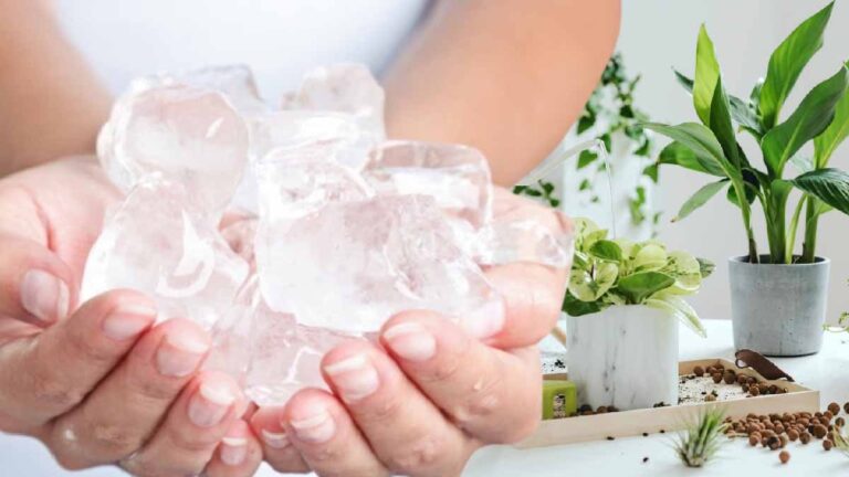 Ice cubes in plants? Many have tried it and it really works!
