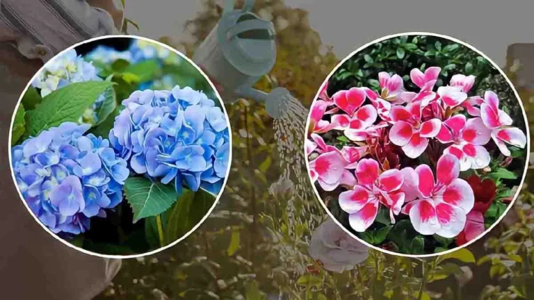 Hydrangeas and geraniums are as beautiful as ever thanks to this natural ingredient! 