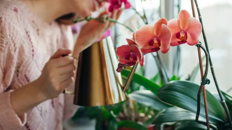 Essential methods to find the ideal light for your orchids!