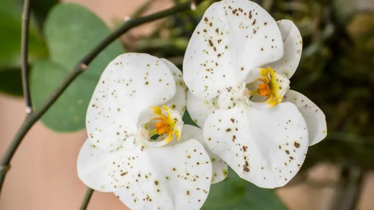 In just a few steps, you can eliminate the black spots that invade the flowers of your orchid!