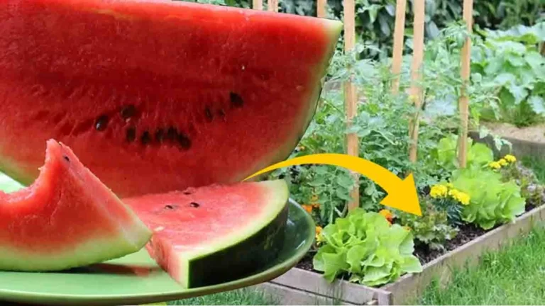 Sprinkle watermelon rinds in your garden at night before going to bed and in the morning something unimaginable will happen! 