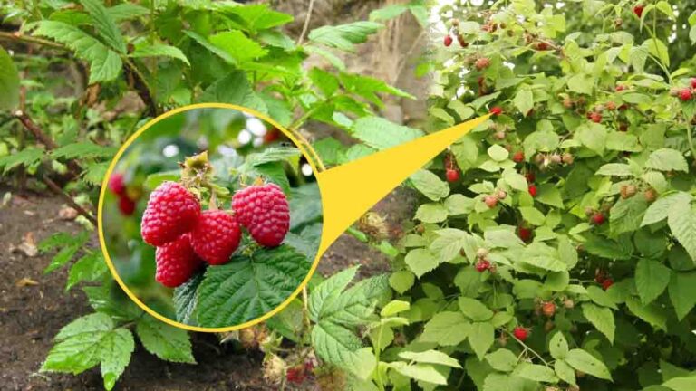 Raspberries: it’s the best time to grow them! Here’s what you need to do