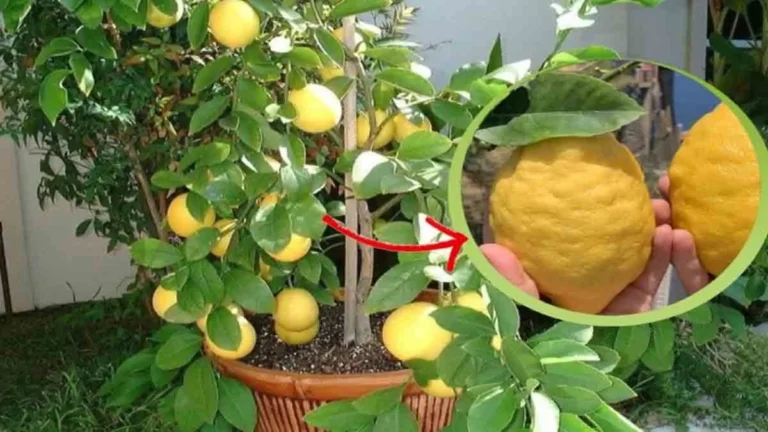 How to properly decant the lemon plant
