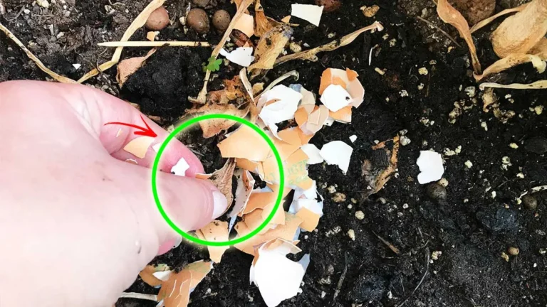 7+1 EGGSHELL HACKS FOR YOUR GARDEN!