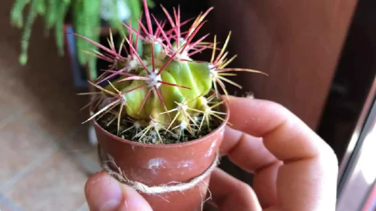 I’ll explain why your cactus is starting to turn yellow! 