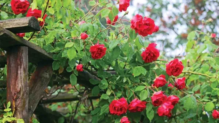 A gardener’s tip to get more flowers on a rose bush