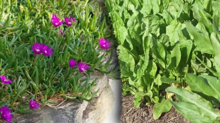 The 3 weeds not to remove from the garden! 