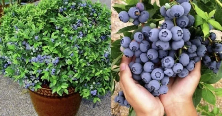 Come to my house to create an endless story throughout the year