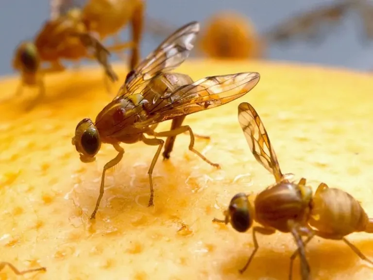 No more painful bites and health dangers: eliminate fleas and ticks with these simple methods! 