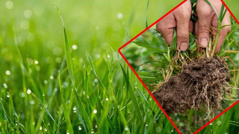 Weeds: You can get rid of them and save your lawn at the same time. The right technique is here! 