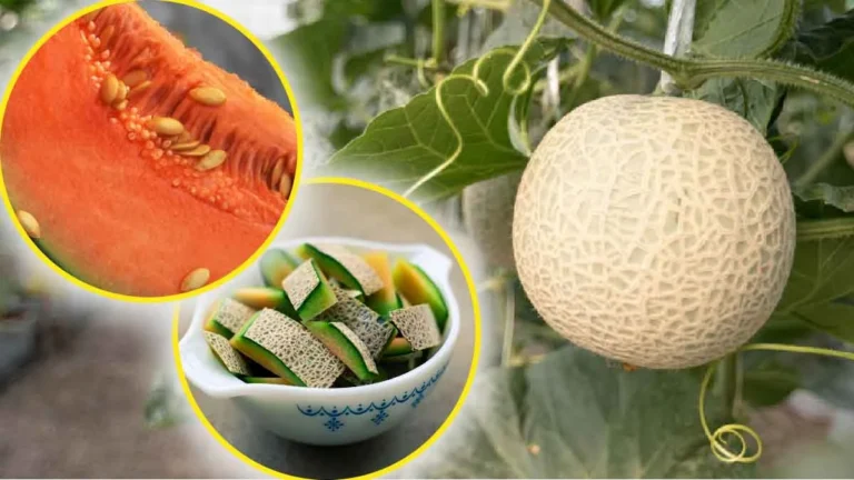 Melon: 5 wonderful ways to recycle the peel and seeds