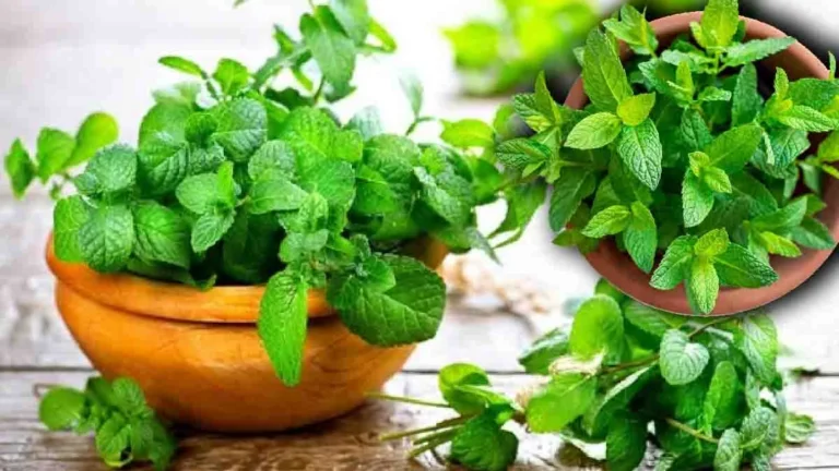 Mint: here’s how to grow it endlessly