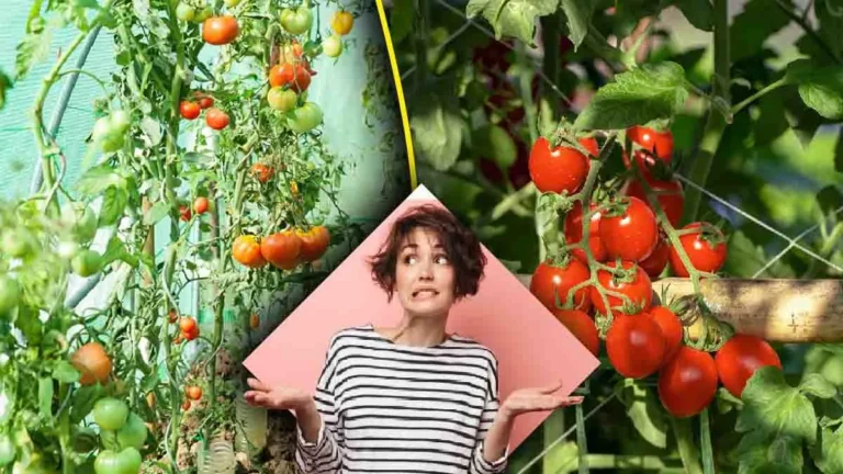 My tomato plant is getting very tall. Can I prune it? 