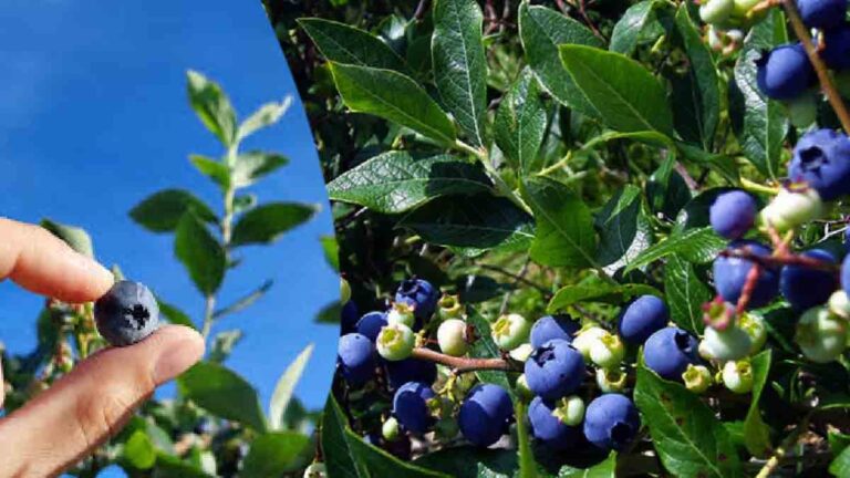 Don’t put blueberries on your shopping list anymore! Follow this guide to grow them in your garden!