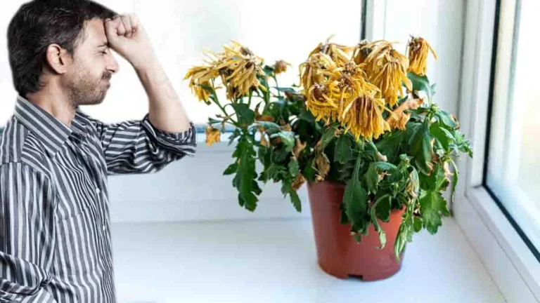 Don’t go on holiday without doing so first! Otherwise you can say goodbye to your plants! 