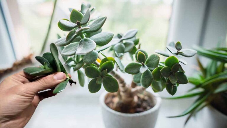 Our tips and tricks for making a jade tree bloom in the blink of an eye!