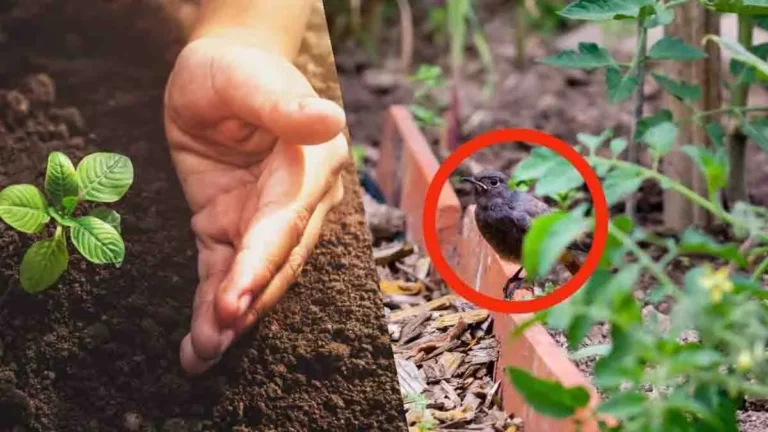 Garden Birds: In addition to the scarecrow, here are some great tips to make them go away instantly! 