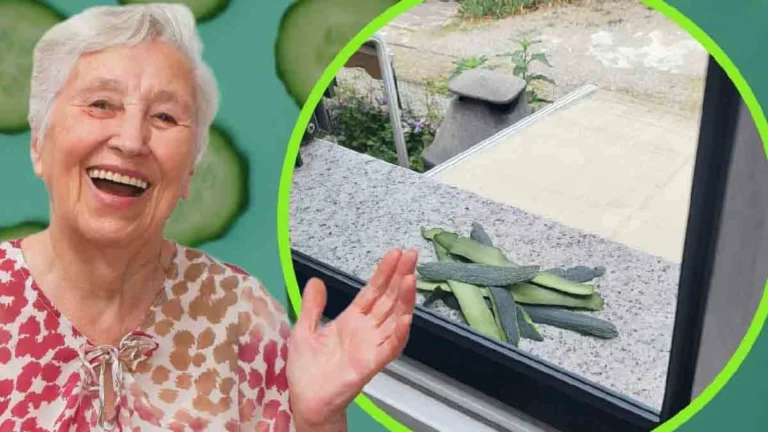 Cucumber peels: everyone rushes to throw them out the window! The unthinkable happens