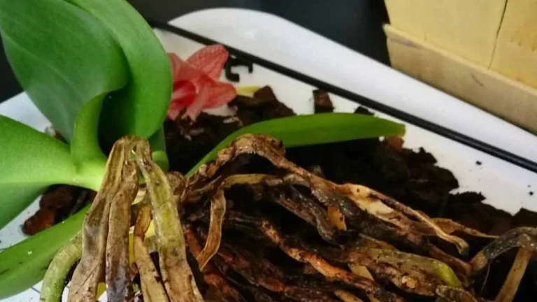 Not many people know: to save an orchid with rotten roots, these 3 natural products that we all have at home are enough!