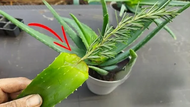 How to Make Aloe Vera, Just the Root: 3 Easy Ways to Root Everything