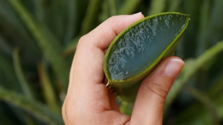 How do you easily take an aloe vera cutting?
