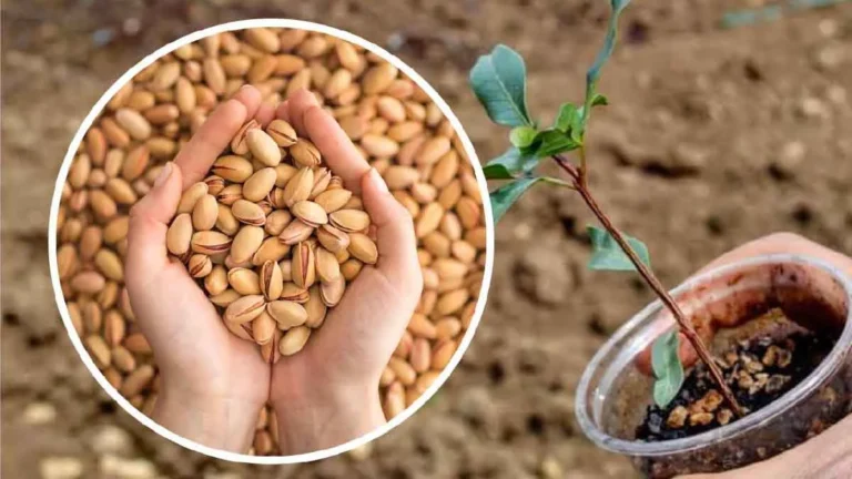 Pistachios in pots: cultivation and germination in 2 simple steps