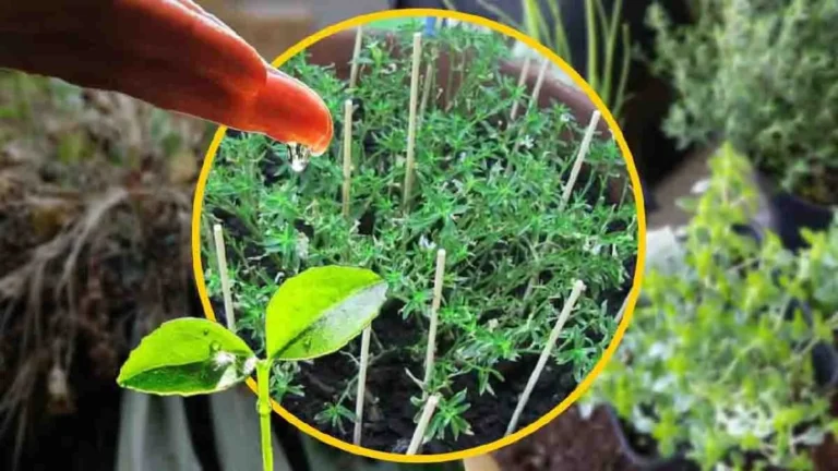 Plants: the foolproof skewer technique to find out if they are dying