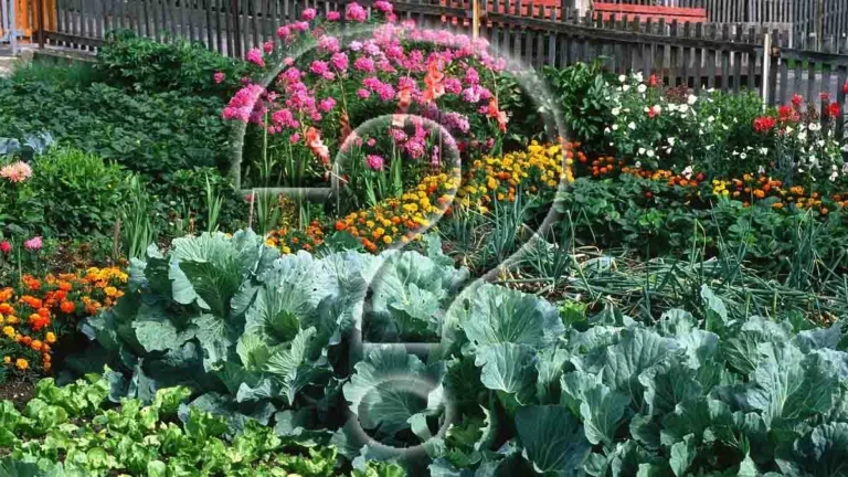 Plant these evergreen vegetables in the fall for years of fruitful harvests! 