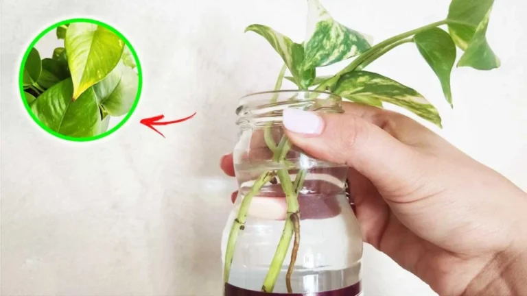 WHY DOESN’T MY POTOS TAKE ROOTS? 