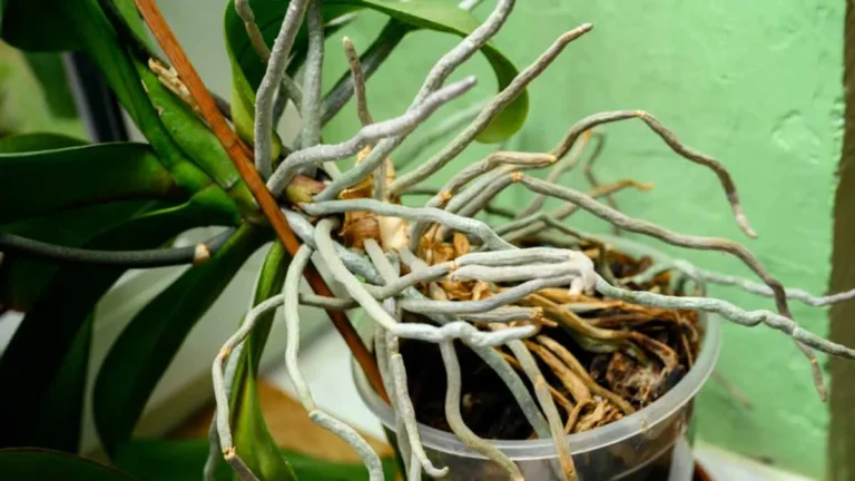 Why do the orchid roots protrude from the pot?