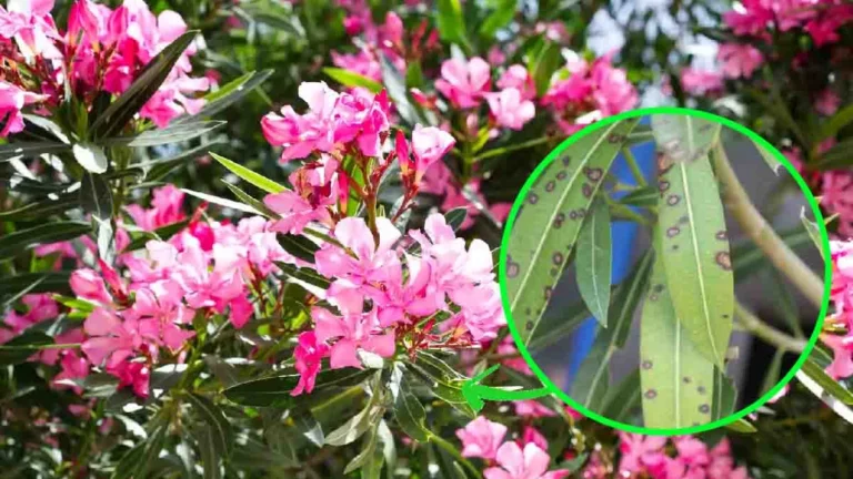 Why are my oleander leaves turning yellow? What about brown spots?