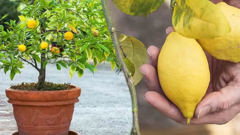 Why isn’t my lemon tree producing lemons?