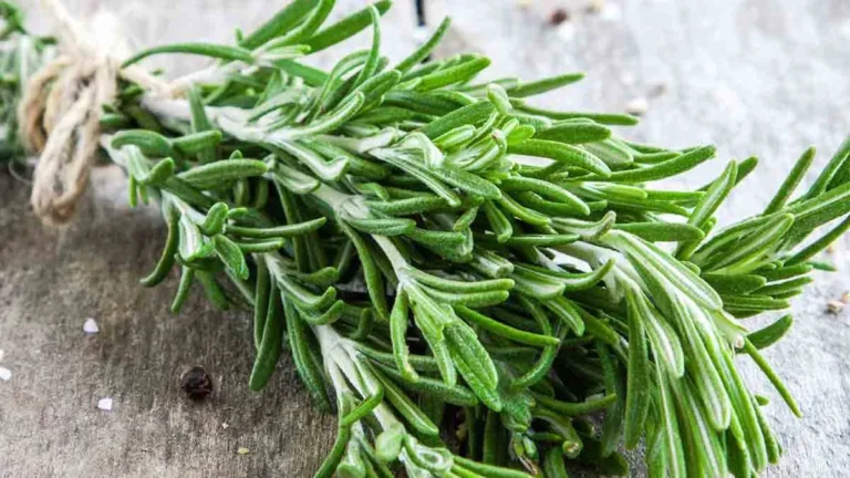 Why should you chew rosemary every day?