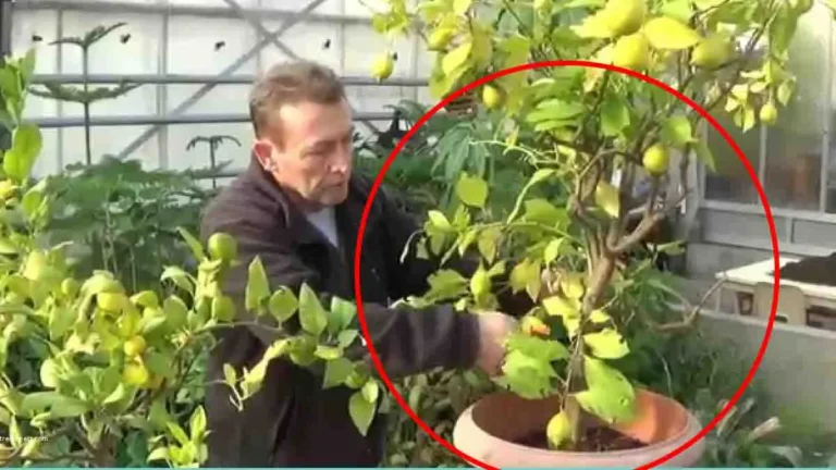 Care of a lemon tree: when should it be pruned and how can it bear fruit?