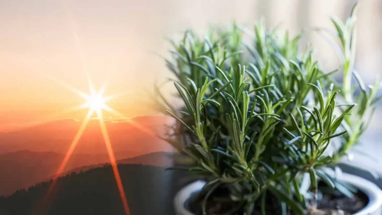 When your rosemary plant isn’t growing or blooming, there are two very common mistakes to watch out for!