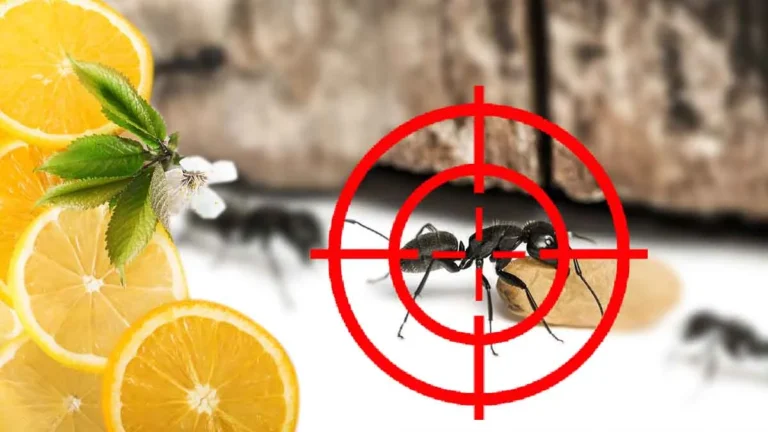 What can be done to solve the problem of ants in the home once and for all?