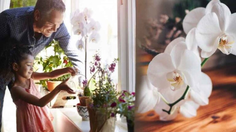 Where is the best place to place the orchid in the house to achieve sensational blooms?