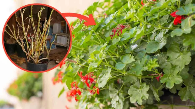 What technique should you use to reinvigorate geraniums after the winter period in order to obtain splendid flowering? 