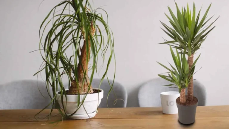 What plants should you have in your garden if you are a home gardener?