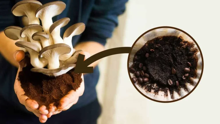 Mushroom remains and coffee grounds: the perfect combination for growing mushrooms!