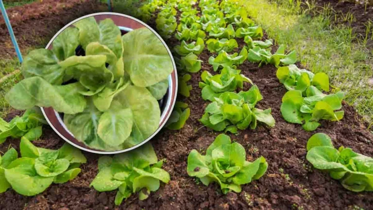 Salad always available: how can you multiply it infinitely? 