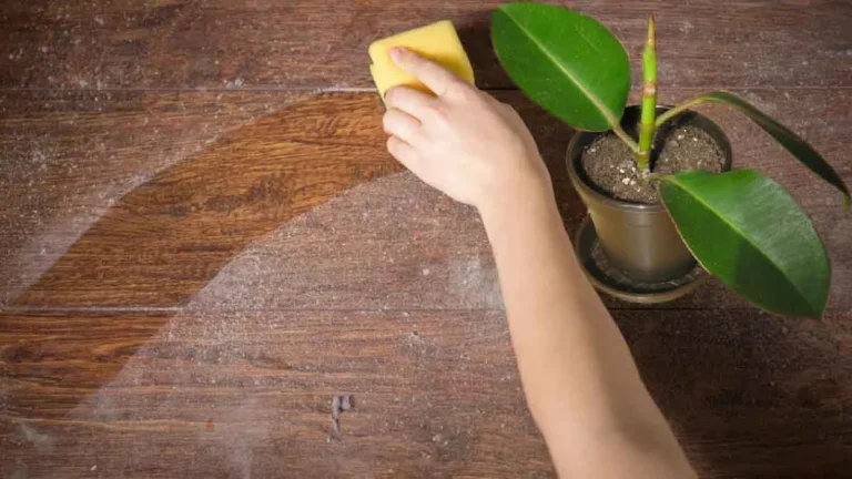 Did you know that these 4 plants help eliminate dust in the home?