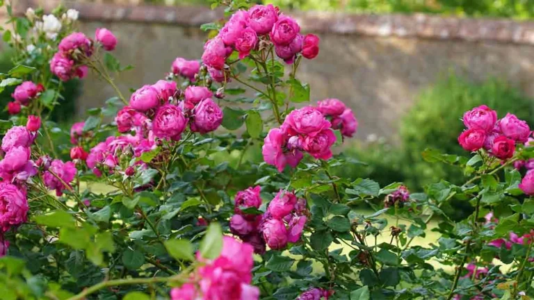 Did you know that growing this plant next to roses can make them grow better? We’ll talk about it!