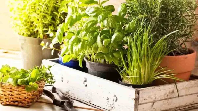 Drought: how to save the vegetable patch and garden with expert advice?