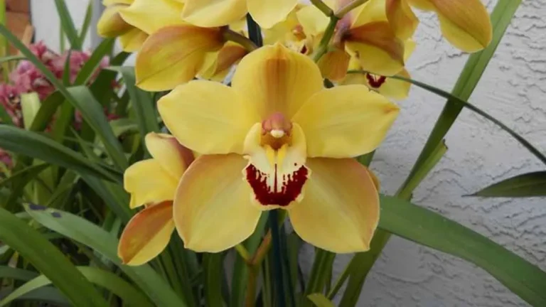 If the Cymbidium orchid bulbs are yellow, this is what happens!