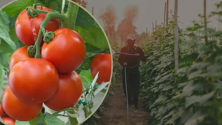 Tomatoes: if you want them big, healthy and juicy, you have to water them this way