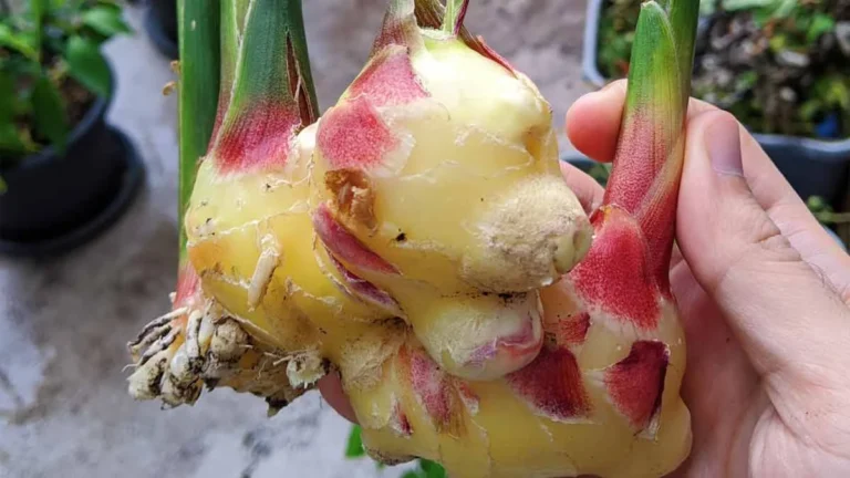 A complete guide to growing large quantities of ginger at home