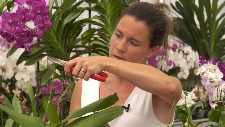 Just a pinch of this ingredient is enough to accelerate the flowering of orchids!